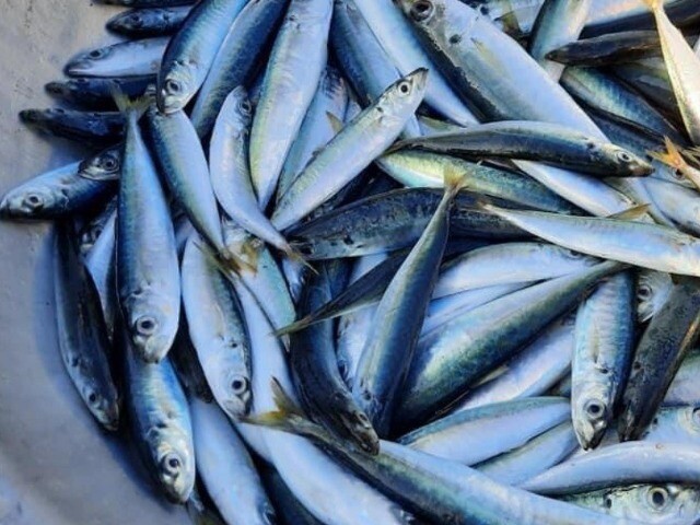 Loại c&aacute; gi&aacute; rẻ ở chợ gi&agrave;u sắt hơn thịt b&ograve;, nay th&agrave;nh đặc sản được người  th&agrave;nh phố săn l&ugrave;ng, b&agrave; bầu kh&ocirc;ng n&ecirc;n bỏ qua