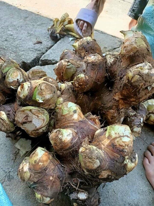 Củ “nhìn thì ghê, ăn thì ghiền”, bở tơi dẻo thơm dân sành ăn và mẹ bầu đều thi nhau săn lùng - 4