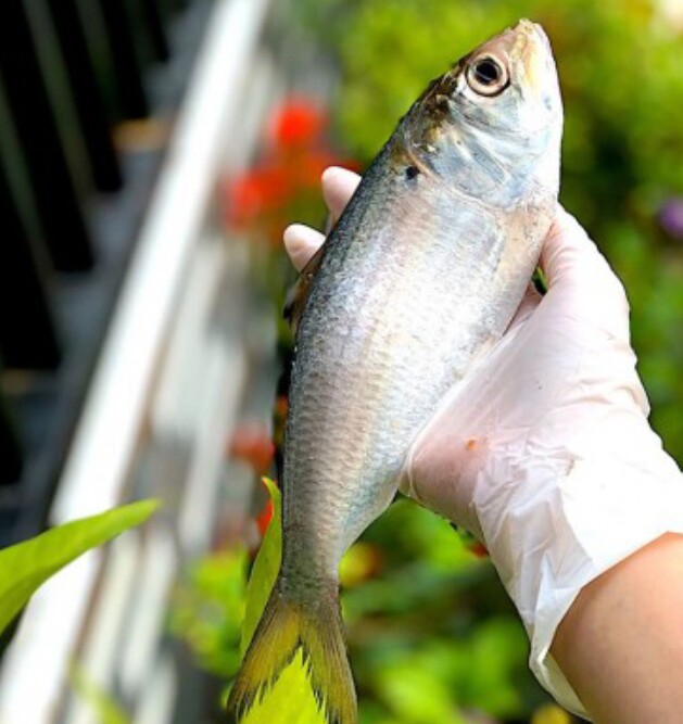 Loại cá ở quê "tốt hơn cá hồi", giá chỉ vài chục nghìn/kg thành đặc sản ở thành phố, giàu omega-3 mẹ bầu đừng bỏ qua! - 3