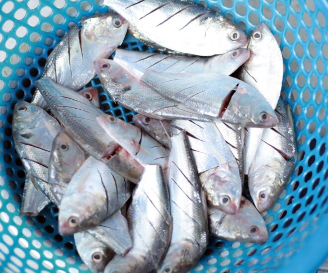 Loại cá ở quê "tốt hơn cá hồi", giá chỉ vài chục nghìn/kg thành đặc sản ở thành phố, giàu omega-3 mẹ bầu đừng bỏ qua! - 1