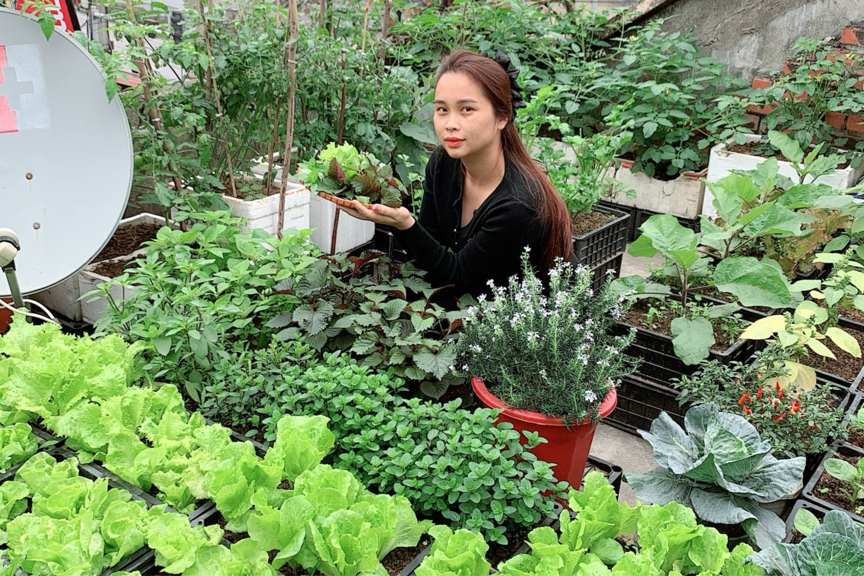 Mẹ 9X Quảng Ninh xây khu vườn trên sân thượng, chỉ 15m2 nhưng rau quả gì cũng có - 1