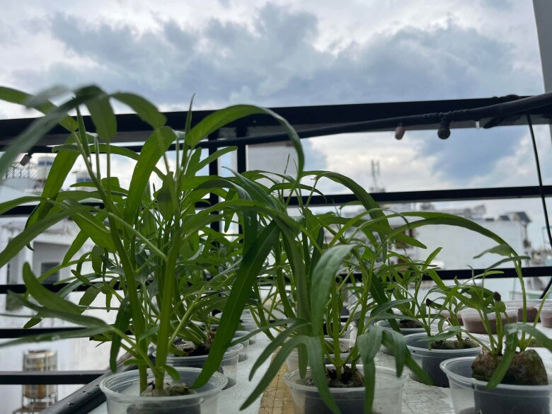 Cặp vợ chồng trẻ Sài Gòn xây vườn rau củ rộng 20m2 trên sân thượng, 2 năm làm vườn chỉ tốn 70 triệu - 6