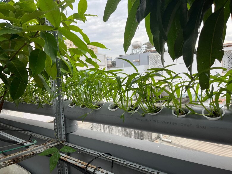 Cặp vợ chồng trẻ Sài Gòn xây vườn rau củ rộng 20m2 trên sân thượng, 2 năm làm vườn chỉ tốn 70 triệu - 2