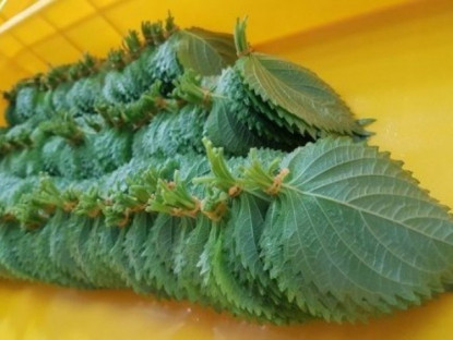 Thông tin doanh nghiệp - Loại lá ví như "hồi sinh phổi" ở Nhật cực đắt đỏ nhưng ở Việt Nam “rẻ như cho”