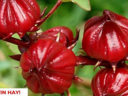 Thông tin doanh nghiệp - Loài hoa đỏ như rượu vang hỗ trợ hô hấp hiệu quả, nhiều người uống mỗi ngày mà không biết!