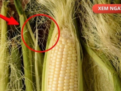 Thông tin doanh nghiệp - Bộ phận thường bị vứt bỏ, nhưng nếu dùng đúng cách lại trở thành “nước đại bổ” giúp giảm tiểu đêm, tiểu nhiều lần