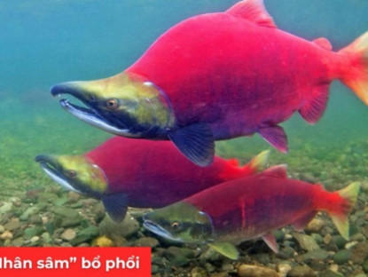 Thông tin doanh nghiệp - "Nhân sâm dưới nước" siêu đắt đỏ, được ví như “vàng lỏng” cho người đàm, ho, khó thở!