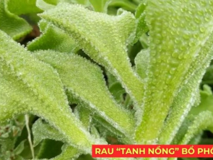 Thông tin doanh nghiệp - Loại rau “tanh nồng” bị nhiều người ngó lơ nhưng dưỡng phổi, giảm ho cực tốt, “bổ tựa nhân sâm”