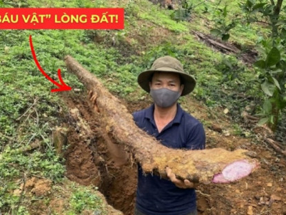 Thông tin doanh nghiệp - Việt Nam có một “báu vật dưới lòng đất” dài cả mét, tuy xấu xí nhưng siêu bổ dưỡng cho bàng quang!