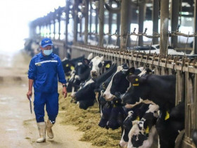 Cuộc dịch chuyển của ngành sữa sang “sữa tươi thật”