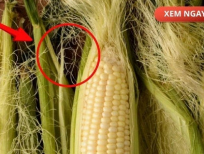 Thông tin doanh nghiệp - Bộ phận thường bị vứt bỏ, nhưng nếu dùng đúng cách lại trở thành “nước đại bổ” giúp giảm tiểu đêm, tiểu nhiều lần