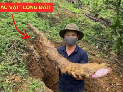 Thông tin doanh nghiệp - Việt Nam có một “báu vật dưới lòng đất” dài cả mét, tuy xấu xí nhưng siêu bổ dưỡng cho bàng quang!