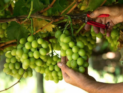 Thông tin doanh nghiệp - Từ nắng Úc đến bàn ăn Việt: Khi trái nho kể câu chuyện chất lượng