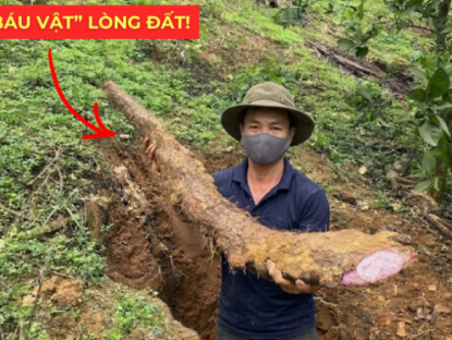 Thông tin doanh nghiệp - Việt Nam có một “báu vật dưới lòng đất” dài cả mét, tuy xấu xí nhưng siêu bổ dưỡng cho bàng quang!