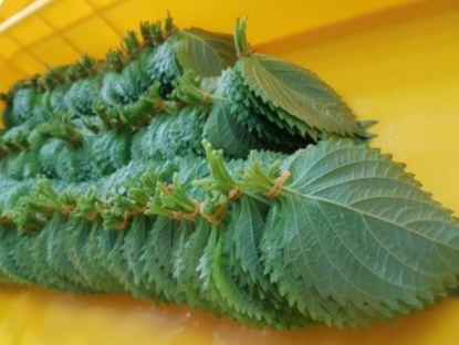 Thông tin doanh nghiệp - Loại lá ví như "hồi sinh phổi" ở Nhật cực đắt đỏ nhưng ở Việt Nam “rẻ như cho”