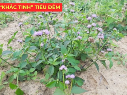 Thông tin doanh nghiệp - Ít ai biết: Loài hoa quen thuộc này lại là “khắc tinh” của phì đại tiền liệt tuyến, giúp giảm tiểu đêm rõ rệt