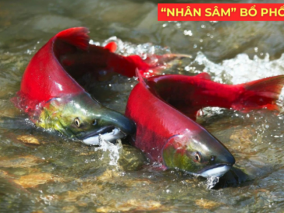 Thông tin doanh nghiệp - "Nhân sâm dưới nước" siêu đắt đỏ, được ví như “vàng lỏng” cho người đàm, ho, khó thở!