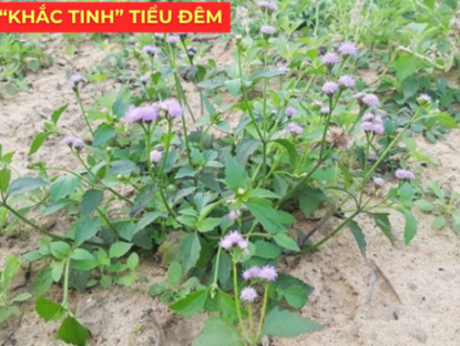 Thông tin doanh nghiệp - Ít ai biết: Loài hoa quen thuộc này lại là “khắc tinh” của phì đại tiền liệt tuyến, giúp giảm tiểu đêm rõ rệt