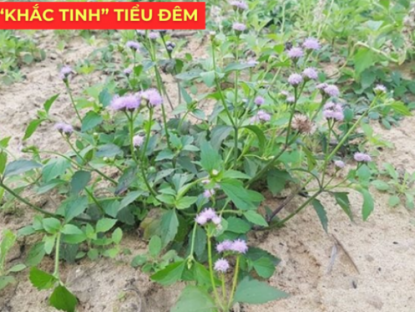 Thông tin doanh nghiệp - Ít ai biết: Loài hoa quen thuộc này lại là “khắc tinh” của phì đại tiền liệt tuyến, giúp giảm tiểu đêm rõ rệt