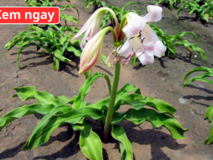 Thông tin doanh nghiệp - Loại cây “dân dã” mọc đầy bờ bụi, được ví như “khắc tinh” của phì đại tuyến tiền liệt