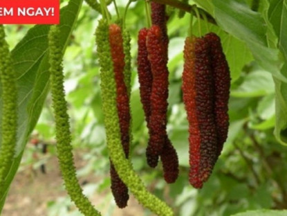 Thông tin doanh nghiệp - Loại quả vào mùa chín rộ bán đầy chợ hóa ra là “báu vật” giúp xương khớp dẻo dai ít người biết