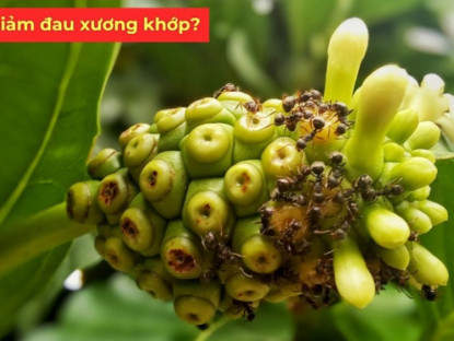 Thông tin doanh nghiệp - Loại quả có “mùi nồng” ở Việt Nam rẻ bèo, sang Nhật thành đặc sản tiền triệu, nhiều người tiếc vì biết quá muộn