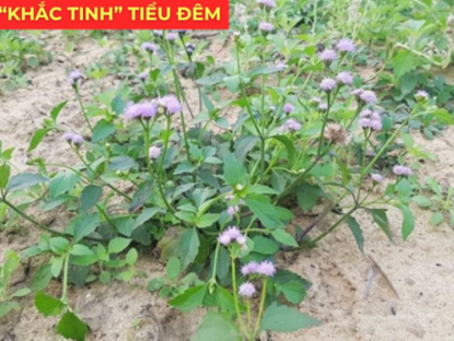 Thông tin doanh nghiệp - Ít ai biết: Loài hoa quen thuộc này lại là “khắc tinh” của phì đại tiền liệt tuyến, giúp giảm tiểu đêm rõ rệt