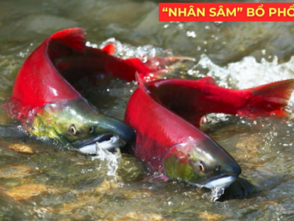 Thông tin doanh nghiệp - "Nhân sâm dưới nước" siêu đắt đỏ, được ví như “vàng lỏng” cho người đàm, ho, khó thở!