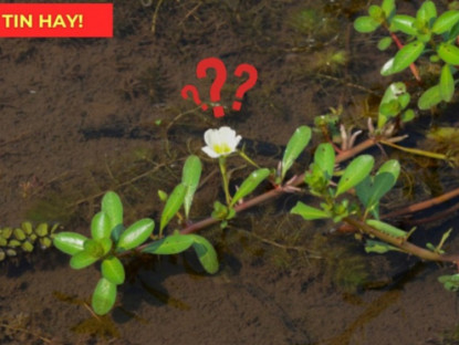 Thông tin doanh nghiệp - Thứ rau trước đây vứt đi không xuể, nay thành "vị thuốc quý” cho người tiểu đêm, tiểu khó!