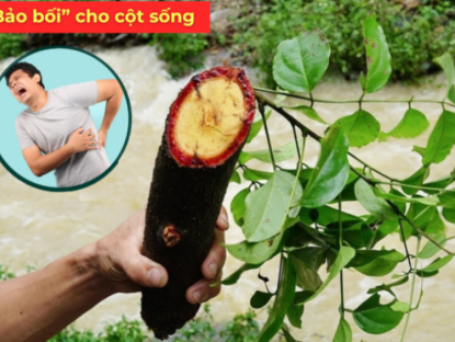 Thông tin doanh nghiệp - Loại cây càng để lâu càng thơm, người vùng núi xem như “của để dành” mỗi khi đau lưng, mỏi vai gáy