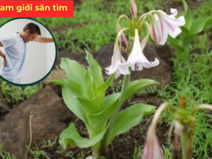 Thông tin doanh nghiệp - Loài cây mọc hoang bờ bụi, nay được nhiều nam giới mắc phì đại tiền liệt tuyến săn tìm
