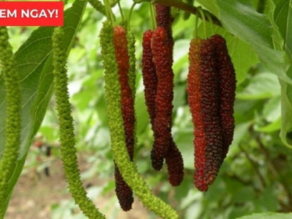 Thông tin doanh nghiệp - Loại quả vào mùa chín rộ bán đầy chợ hóa ra là “báu vật” giúp xương khớp dẻo dai ít người biết