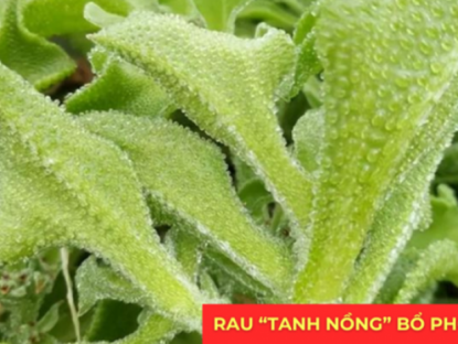 Thông tin doanh nghiệp - Loại rau “tanh nồng” bị nhiều người ngó lơ nhưng dưỡng phổi, hỗ trợ giảm ho cực tốt, “bổ tựa nhân sâm”