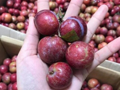 Thông tin doanh nghiệp - 4 loại quả đặc sản mùa hè càng ăn bàng quang càng “khóc thét”!