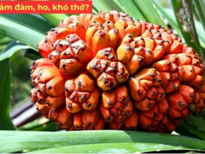 Thông tin doanh nghiệp - Người ho đàm, khó thở đừng bỏ qua loại quả vàng rực đang vào mùa này