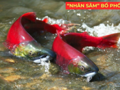Thông tin doanh nghiệp - "Nhân sâm dưới nước" siêu đắt đỏ, được ví như “vàng lỏng” cho người đàm, ho, khó thở!