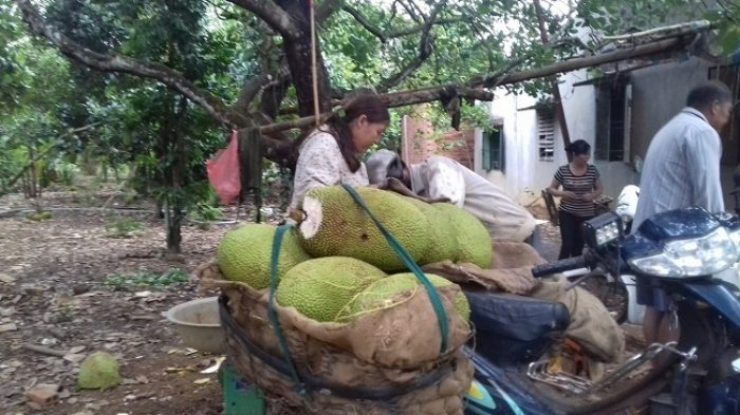 Nghề kiếm vài triệu mỗi ngày ở Việt Nam: Chỉ cần ngửi hoặc gõ trái cây - 1