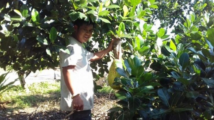 Nghề kiếm vài triệu mỗi ngày ở Việt Nam: Chỉ cần ngửi hoặc gõ trái cây - 2