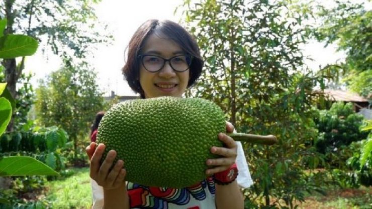 Nghề kiếm vài triệu mỗi ngày ở Việt Nam: Chỉ cần ngửi hoặc gõ trái cây - 3