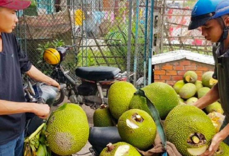 Nghề kiếm vài triệu mỗi ngày ở Việt Nam: Chỉ cần ngửi hoặc gõ trái cây - 6