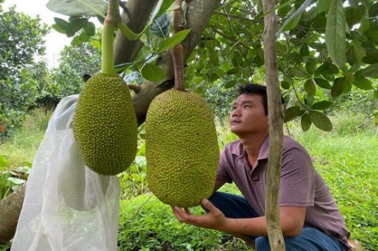 Nghề kiếm vài triệu mỗi ngày ở Việt Nam: Chỉ cần ngửi hoặc gõ trái cây - 7