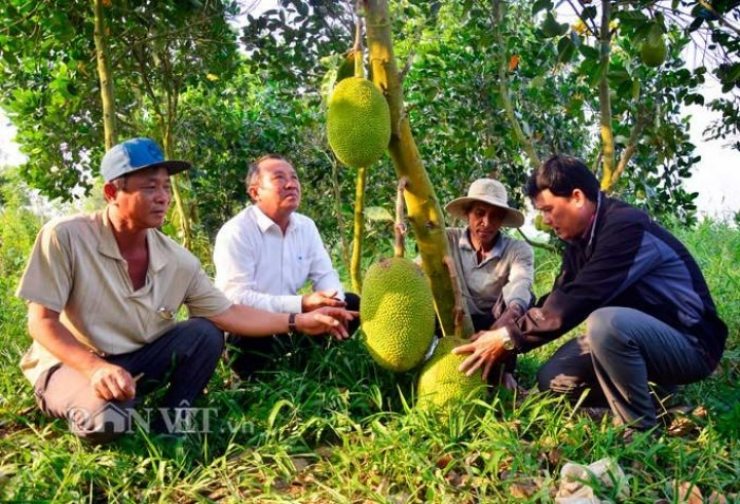 Nghề kiếm vài triệu mỗi ngày ở Việt Nam: Chỉ cần ngửi hoặc gõ trái cây - 8