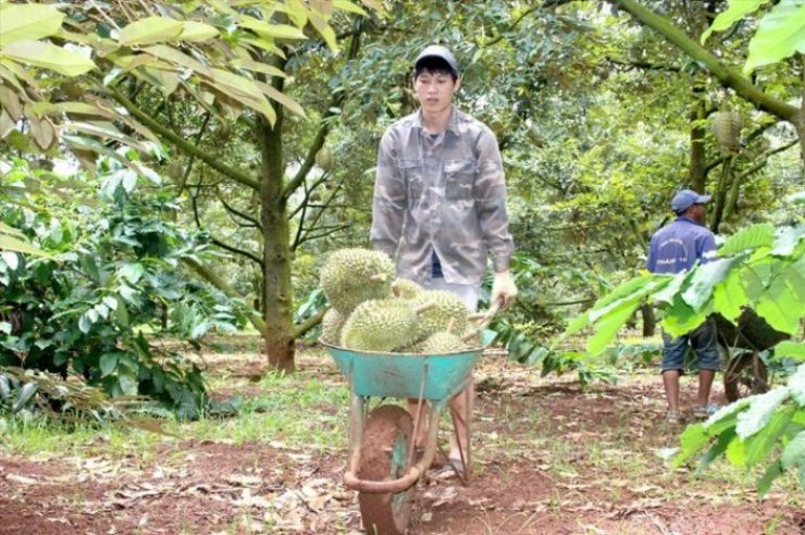 Nghề kiếm vài triệu mỗi ngày ở Việt Nam: Chỉ cần ngửi hoặc gõ trái cây - 9