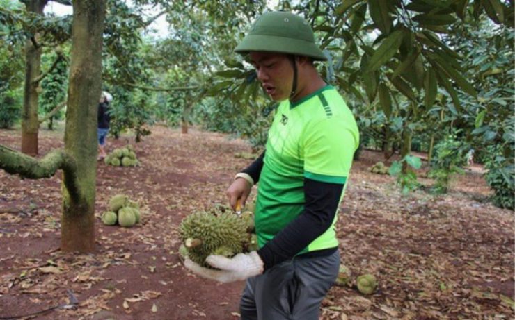 Nghề kiếm vài triệu mỗi ngày ở Việt Nam: Chỉ cần ngửi hoặc gõ trái cây - 12