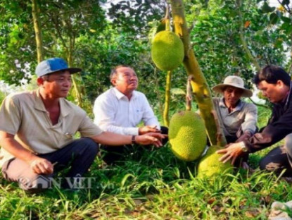  - Nghề kiếm vài triệu mỗi ngày ở Việt Nam: Chỉ cần ngửi hoặc gõ trái cây