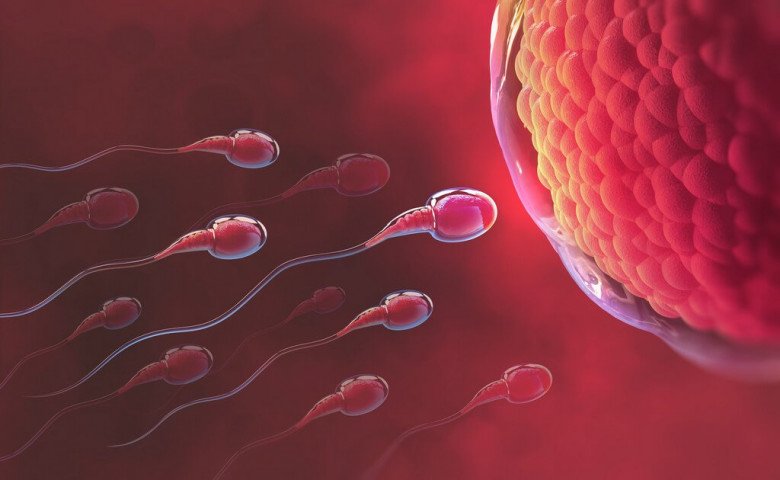 Sau khi quan hệ, tinh trùng sống được bao lâu trong tử cung để chờ trứng? - 1