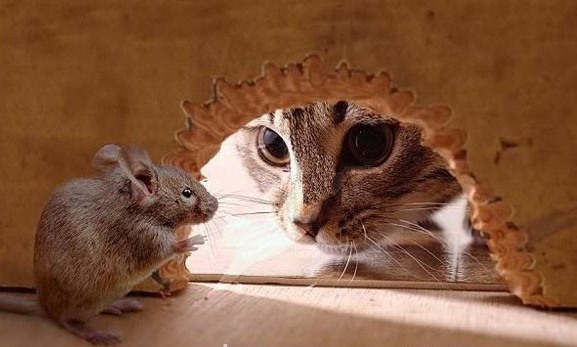 Truyện ngụ ngôn "Mèo và Chuột" - 2