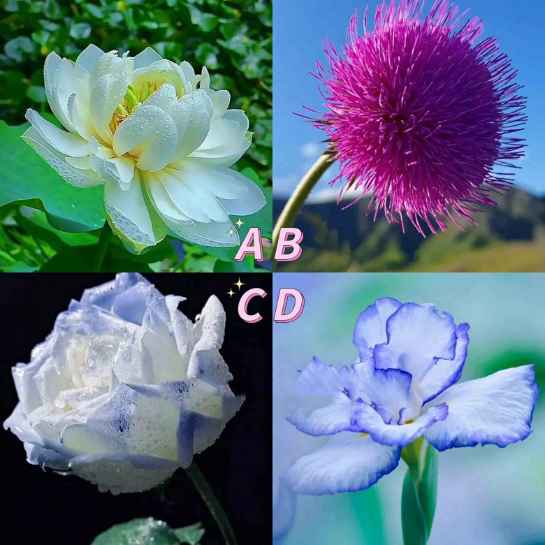 Trắc nghiệm tâm lý: Chọn 1 bông hoa để biết sức hút của bạn là gì - 1
