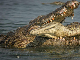 Cá sấu hung dữ tấn công gây khiếp sợ cho cả... đồng loại