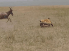 2 linh dương liều lĩnh tấn công linh cẩu giải cứu con non